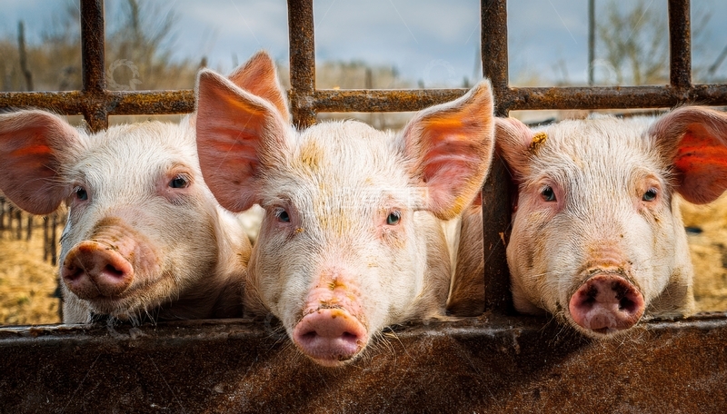 高清大图下载【趣麦麦图】三头猪探出头的可爱模样