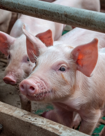 小猪围栏边活泼张望