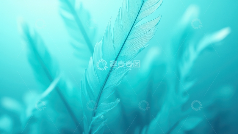 高清大图下载【趣麦麦图】浅蓝色羽毛清新氛围图