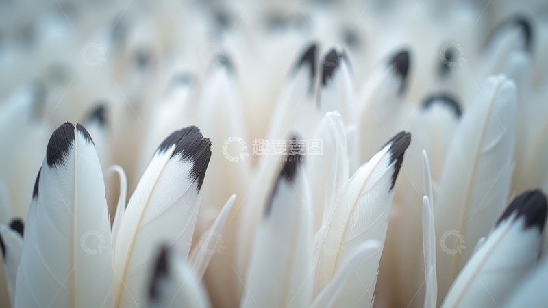 高清大图下载【趣麦麦图】白黑相间羽毛独特排列