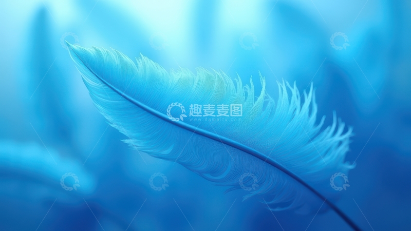 高清大图下载【趣麦麦图】蓝色单根羽毛清新特写