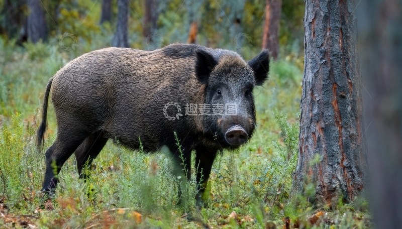 高清大图下载【趣麦麦图】森林中站立的野猪