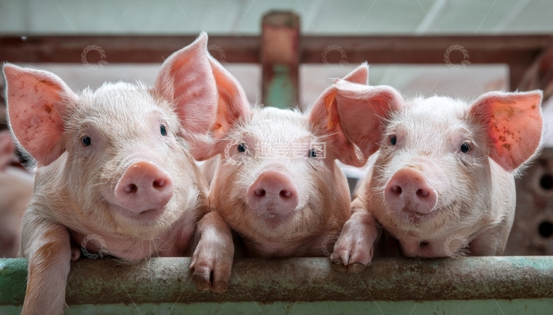 高清大图下载【趣麦麦图】三只小猪围栏旁可爱探头