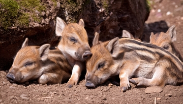土坑边休息的条纹小猪