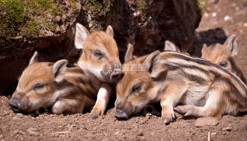 高清大图下载【趣麦麦图】土坑边休息的条纹小猪