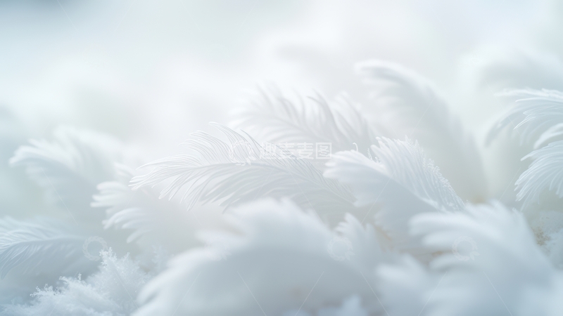 高清大图下载【趣麦麦图】白色蓬松羽毛朦胧景象
