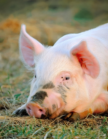 草地上慵懒趴着的猪