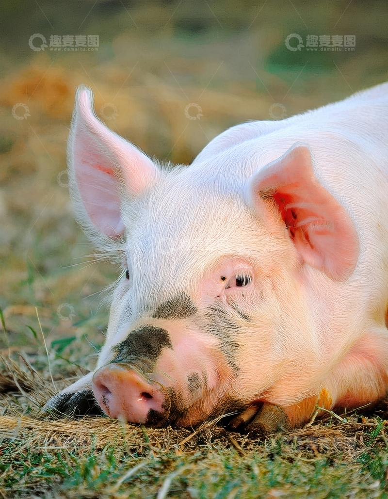 高清大图下载【趣麦麦图】草地上慵懒趴着的猪