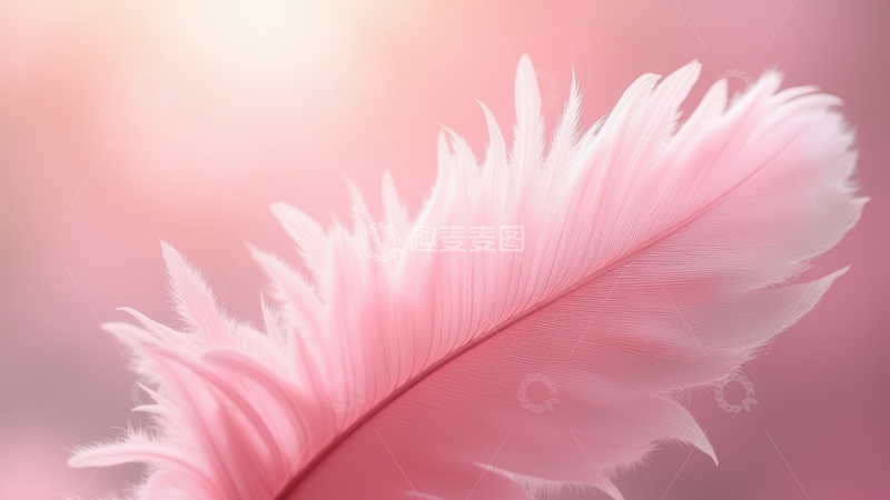 高清大图下载【趣麦麦图】粉色单根羽毛柔美特写