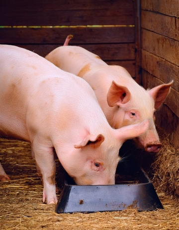 猪舍内进食的两头家猪