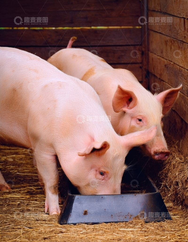 高清大图下载【趣麦麦图】猪舍内进食的两头家猪