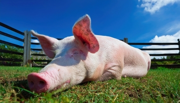 草地上闭眼休息的猪