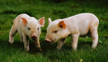 草地上的两只小猪1