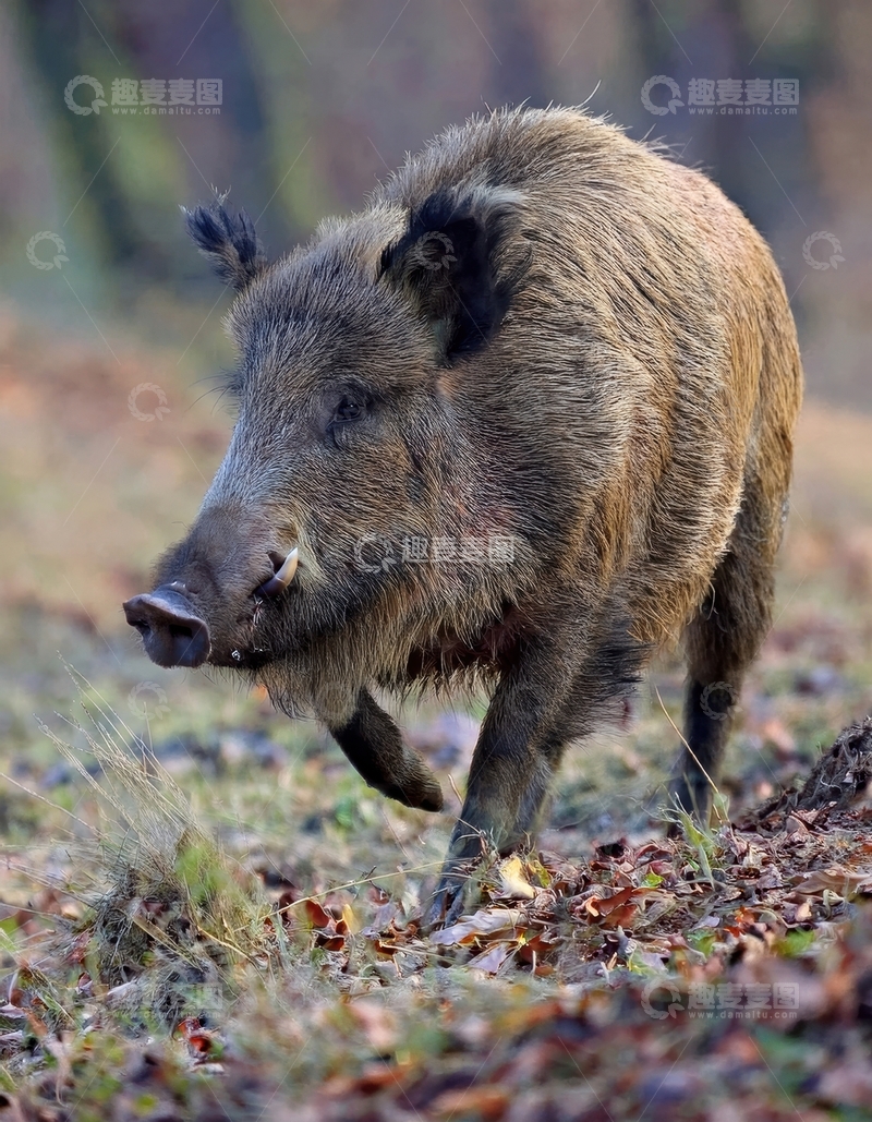 高清大图下载【趣麦麦图】森林中奔跑的野猪1
