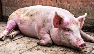 地面上卧躺的肥猪