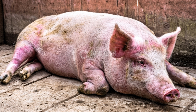 高清大图下载【趣麦麦图】地面上卧躺的肥猪