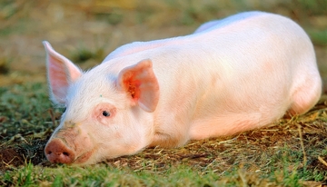 草地上侧卧的白色小猪