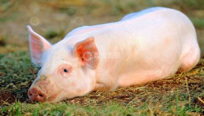 高清大图下载【趣麦麦图】草地上侧卧的白色小猪