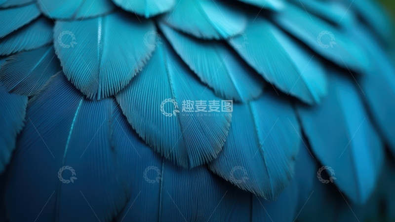 高清大图下载【趣麦麦图】蓝色羽毛紧密排列的羽面