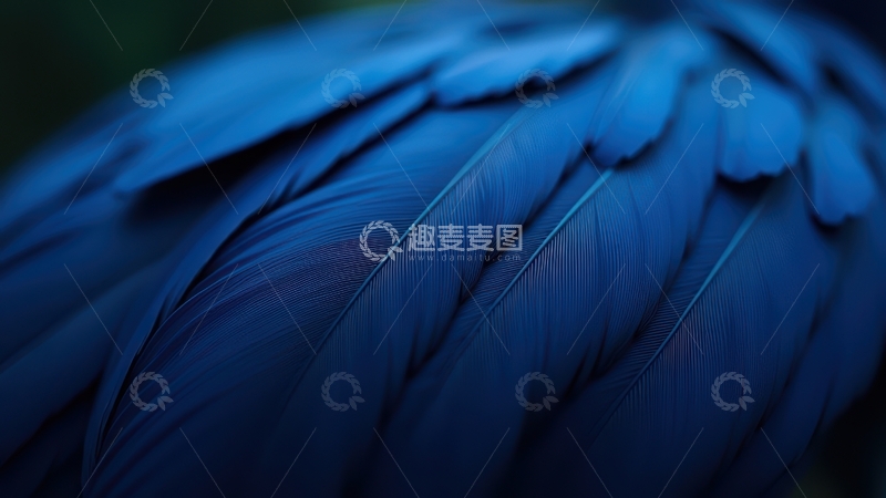 高清大图下载【趣麦麦图】深蓝色羽毛紧密排列图