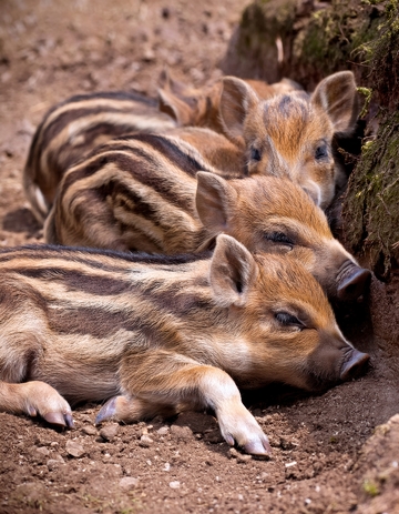 土坑边休息的条纹小猪群