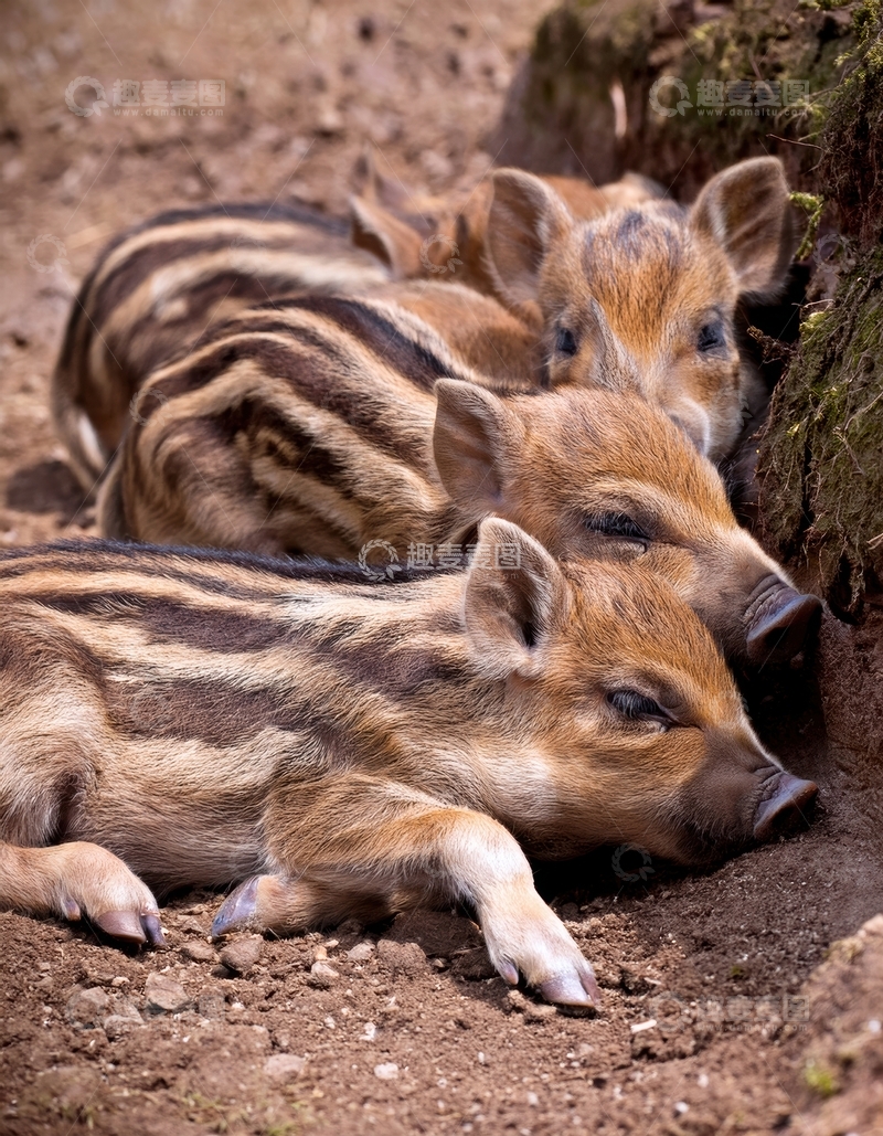 高清大图下载【趣麦麦图】土坑边休息的条纹小猪群