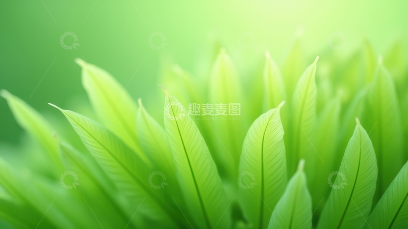 高清大图下载【趣麦麦图】浅绿色羽毛簇拥画面