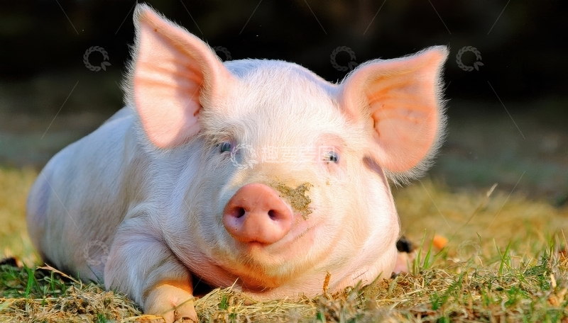 高清大图下载【趣麦麦图】草地上趴着的粉色小猪