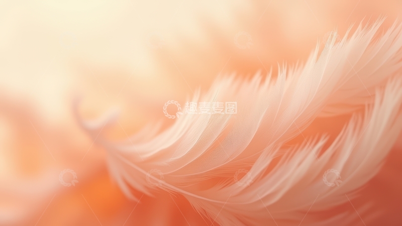 高清大图下载【趣麦麦图】淡橙色羽毛柔美特写