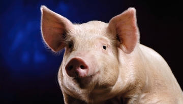 蓝色背景前的猪特写