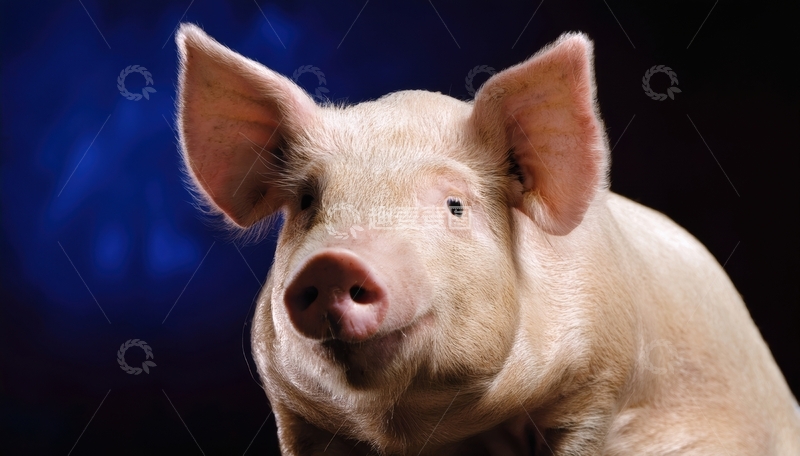 高清大图下载【趣麦麦图】蓝色背景前的猪特写