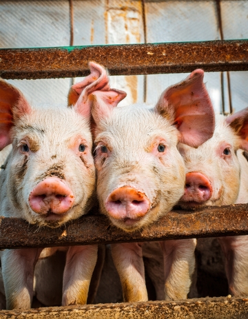 围栏旁的几只小猪