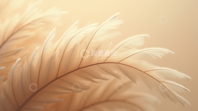 高清大图下载【趣麦麦图】米白色羽毛细腻展示