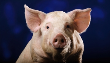 蓝色背景下的猪正面照