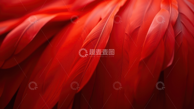 高清大图下载【趣麦麦图】鲜红色羽毛密集排列图