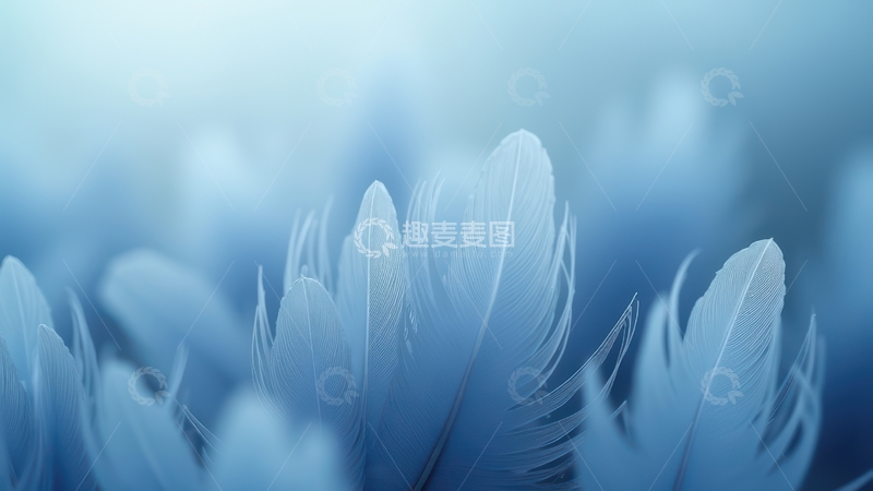 高清大图下载【趣麦麦图】浅蓝色羽毛柔和景象