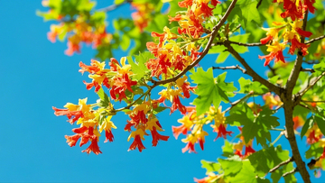 蓝天下的梣叶槭