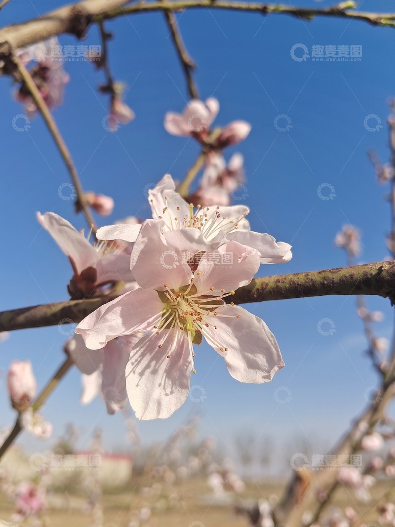 高清大图下载【趣麦麦图】三月桃花始盛开