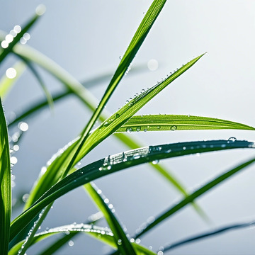 清晨的雨露小草