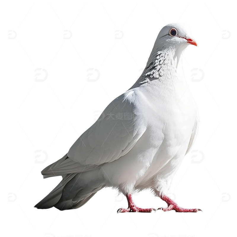 一只好看的白鸽