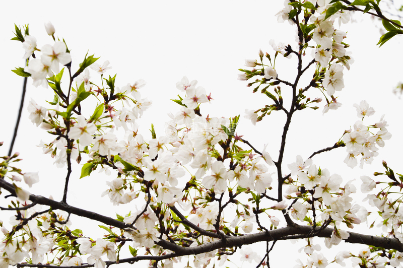 高清大图下载【趣麦麦图】春天的花朵1