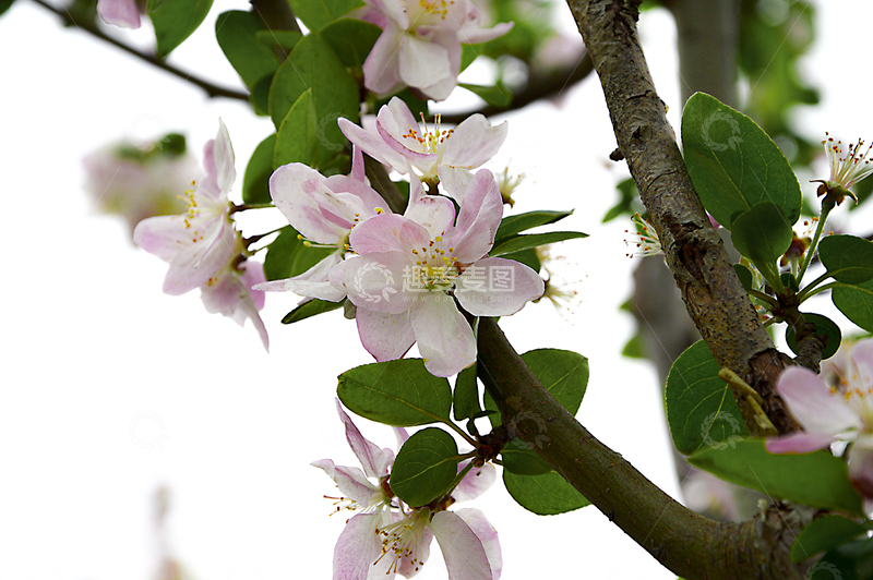 高清大图下载【趣麦麦图】春天的花朵2