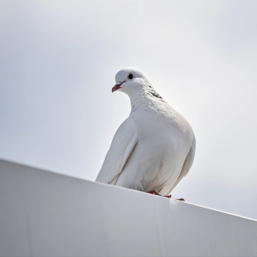 白鸽子街拍摄影1