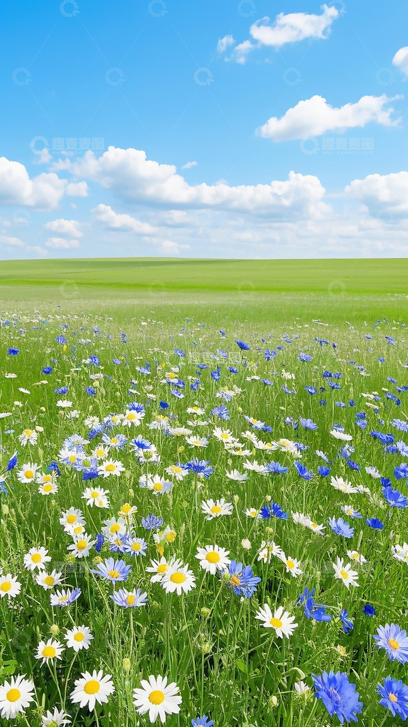 高清大图下载【趣麦麦图】野外雏菊的海洋
