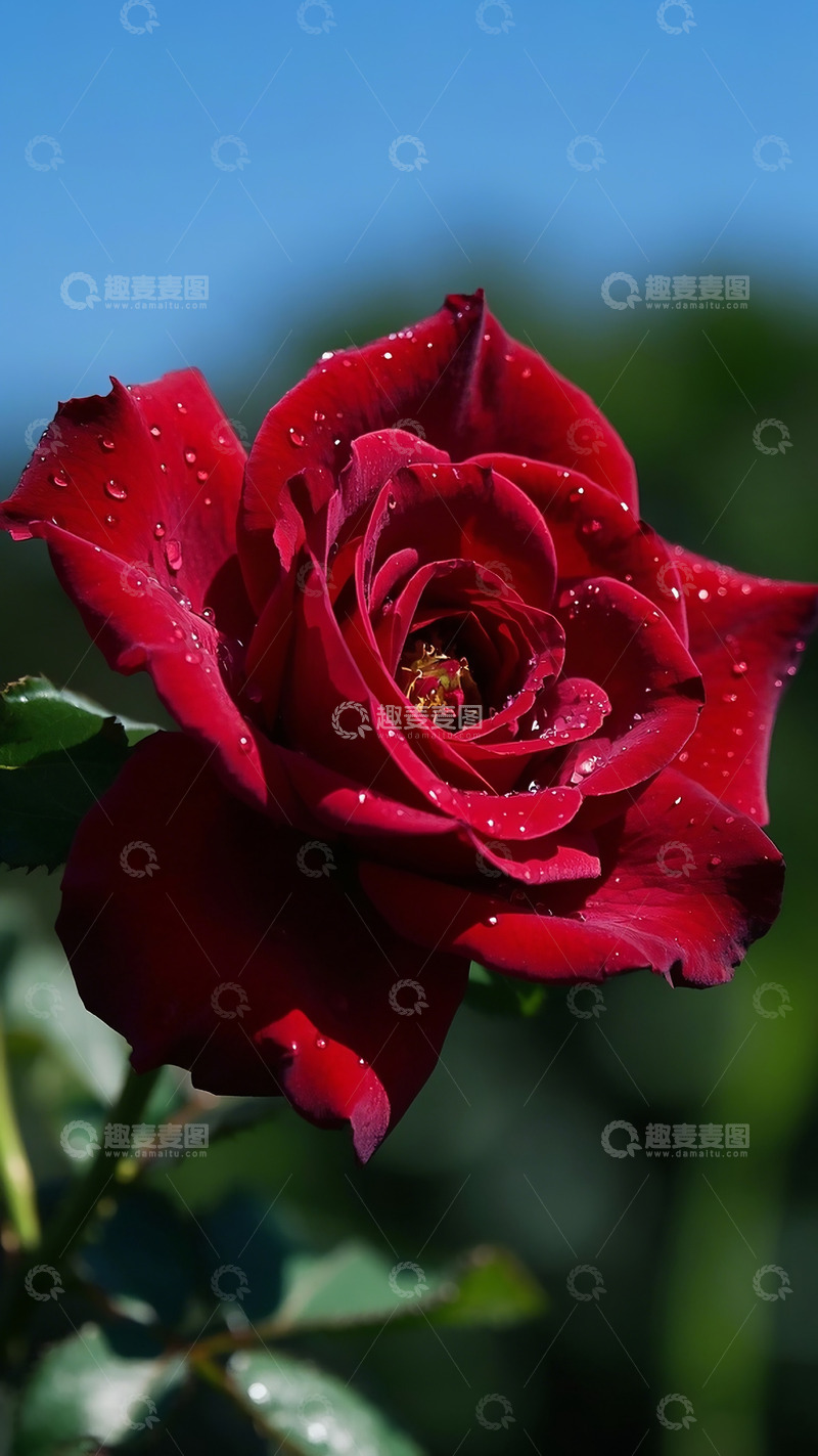 高清大图下载【趣麦麦图】阳光下的鲜艳玫瑰