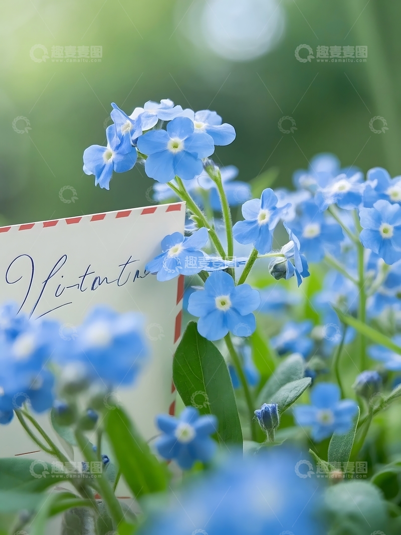 高清大图下载【趣麦麦图】盛开的蓝色勿忘我精致花束1