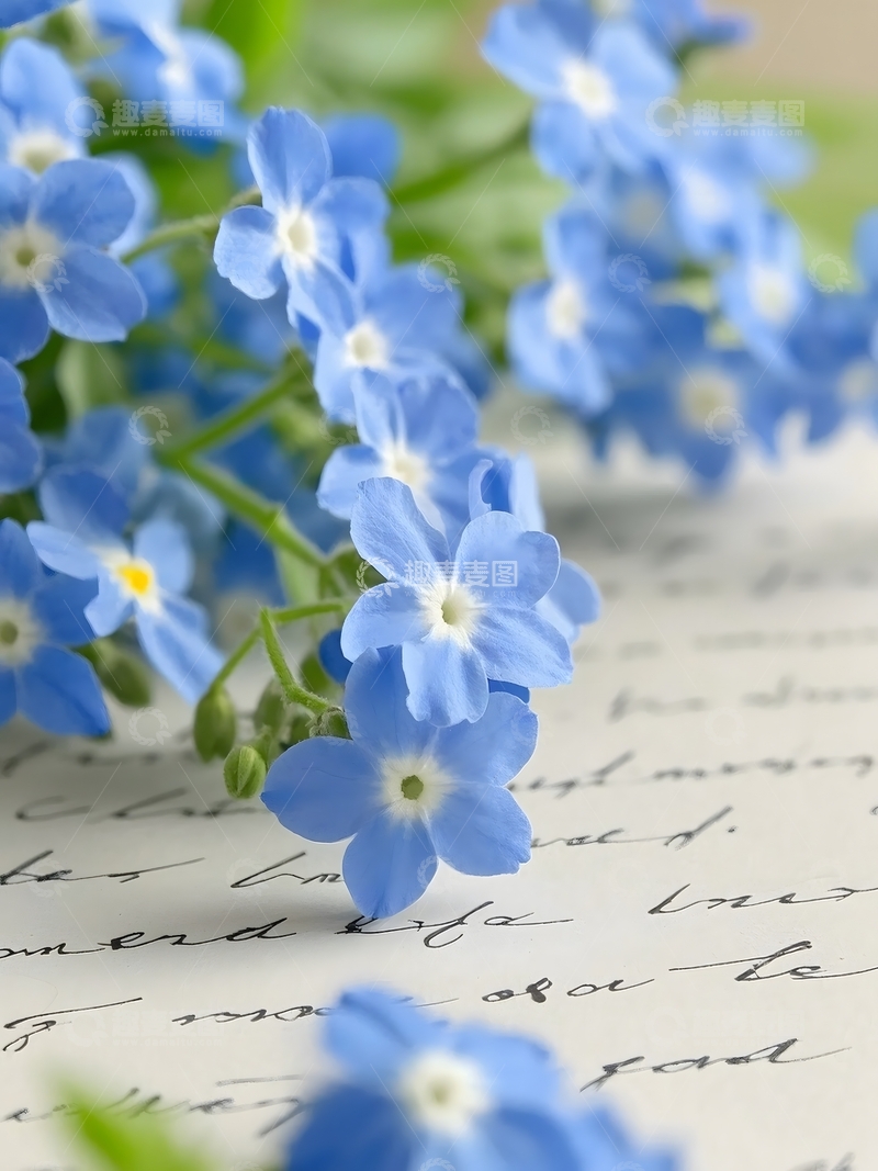 高清大图下载【趣麦麦图】盛开的蓝色勿忘我精致花束2