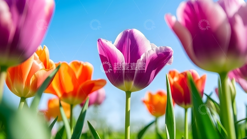 高清大图下载【趣麦麦图】特写拍摄色彩明艳的郁金香2