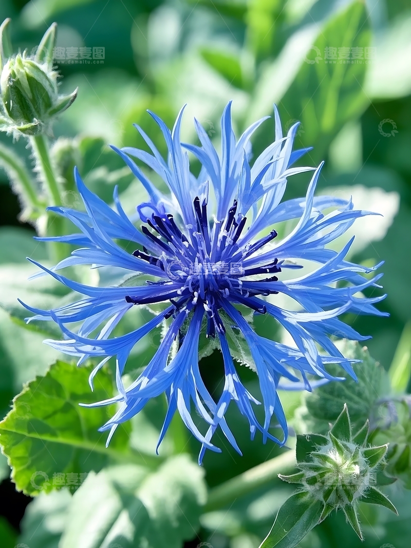 高清大图下载【趣麦麦图】盛开的矢车菊拍摄特写1