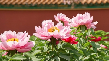 全景拍摄雍容华贵的牡丹花1